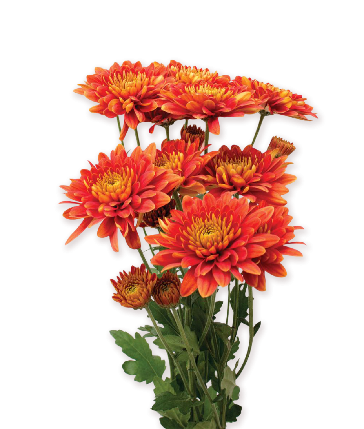 Flora Toscana – plant and flower production cooperative