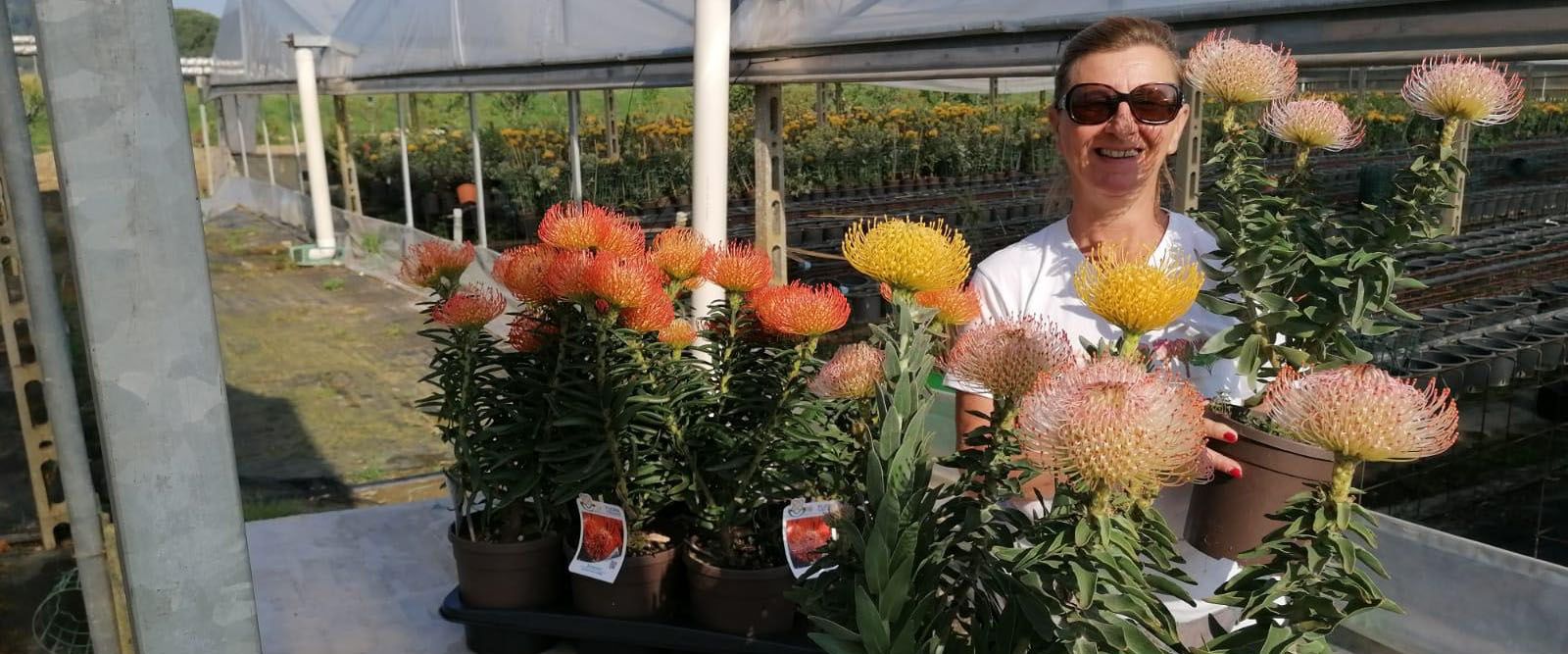 La Floricoltrice Roberta Franceschini- Flora Toscana