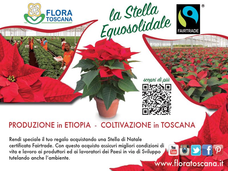 cartello-poinsettia-1