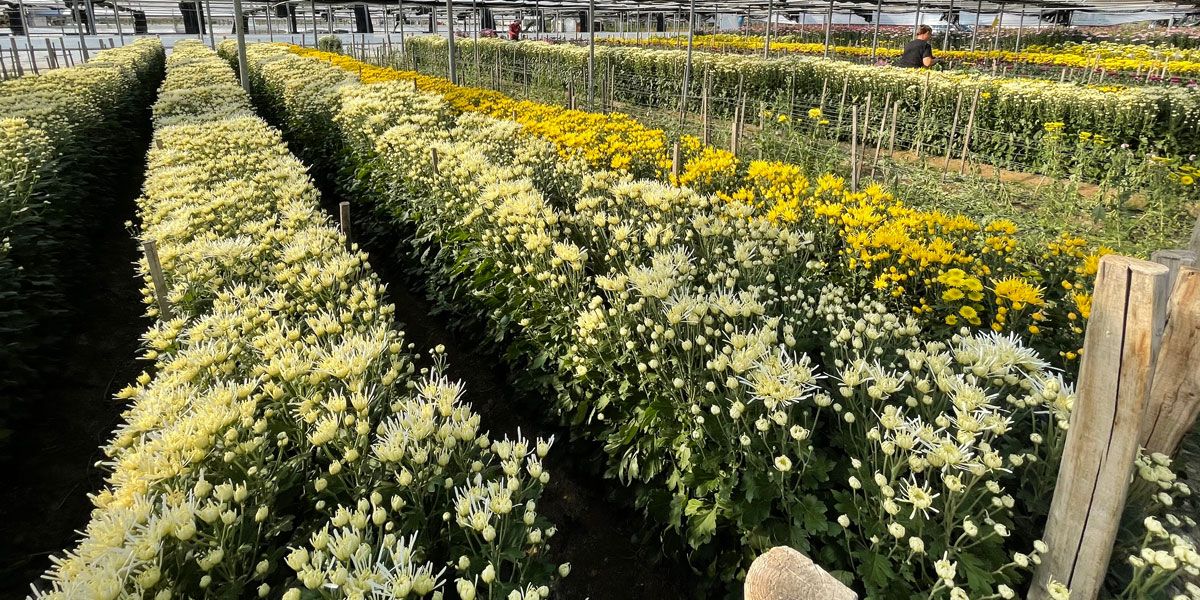 crisantemi-copertina