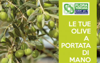 campagna-raccolta-olive