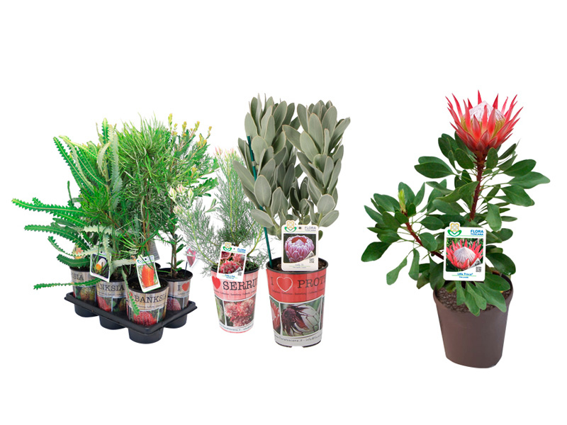 pagina-collezione-protee