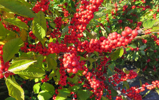 ilex2-floratoscana-web