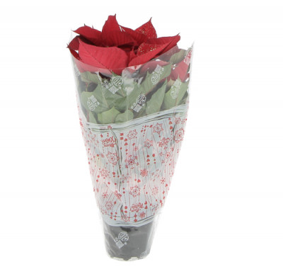 stella-busta-web-web500px