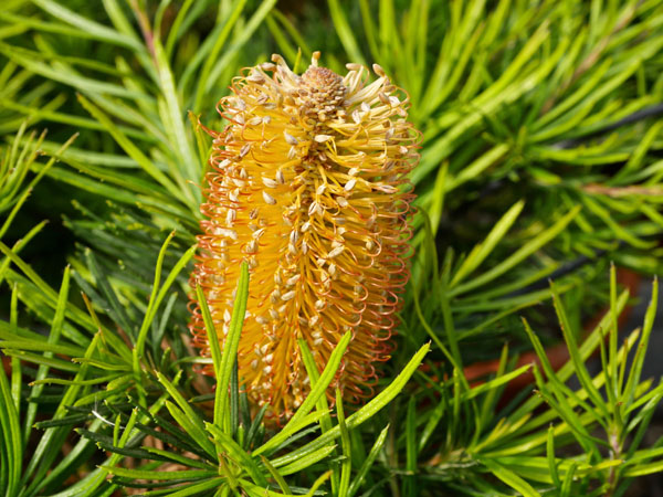 Banksia Birthday Candles