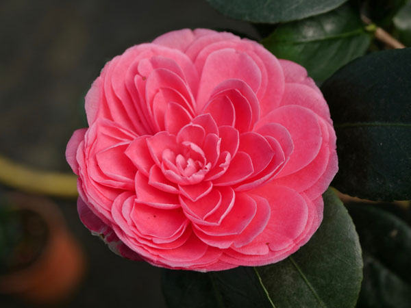 Camelia Commendatore Betti-Flora Toscana