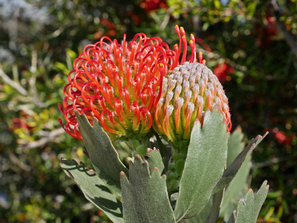 Leucospermum Ayoba Red-Flora Toscana