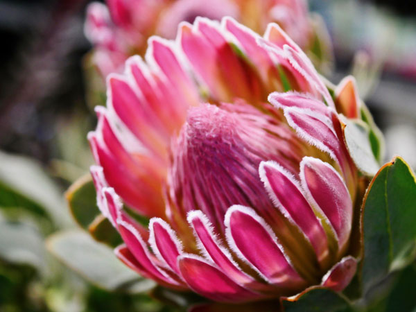 protea Compacta-Flora Toscana