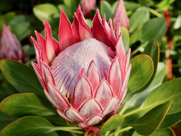 Protea Little Prince-Flora Toscana