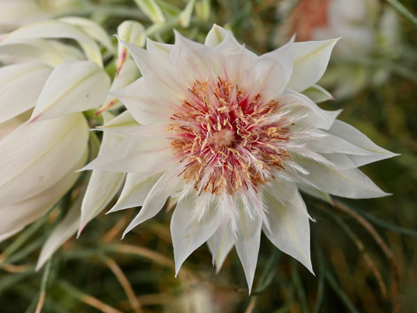 Serruria Blushing Bride- Flora Toscana