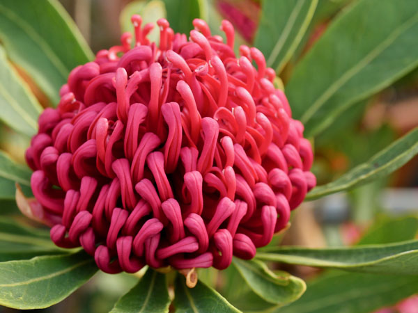 Telopea Shady Lady Crimson-Flora Toscana