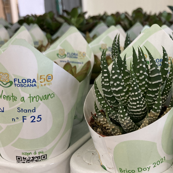 Piantine Brico Day 2021