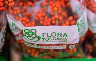 Ilex Ugo Conforti 2021