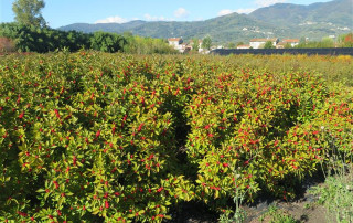 Campo Ilex - Flora Toscan