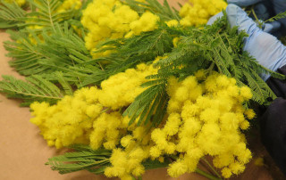 mimosa-flora-toscana-2022-2