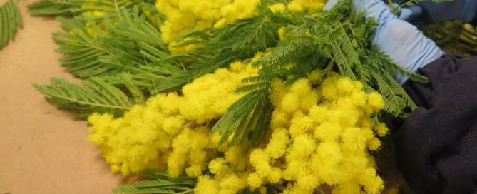 mimosa-flora-toscana-2022-2