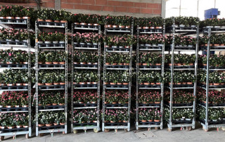 Floricola-Santa-Chiara