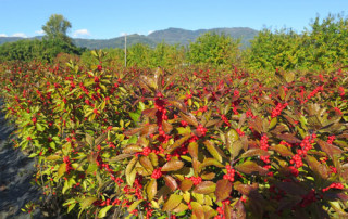 Ilex-campo-lecosflo-Flora-Toscana