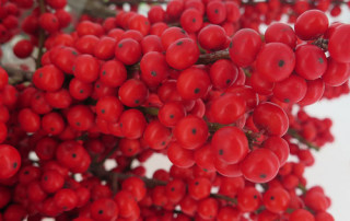 lecosflo-ilex-flora-toscana