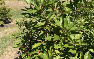 lecosflo-campo-floratoscana