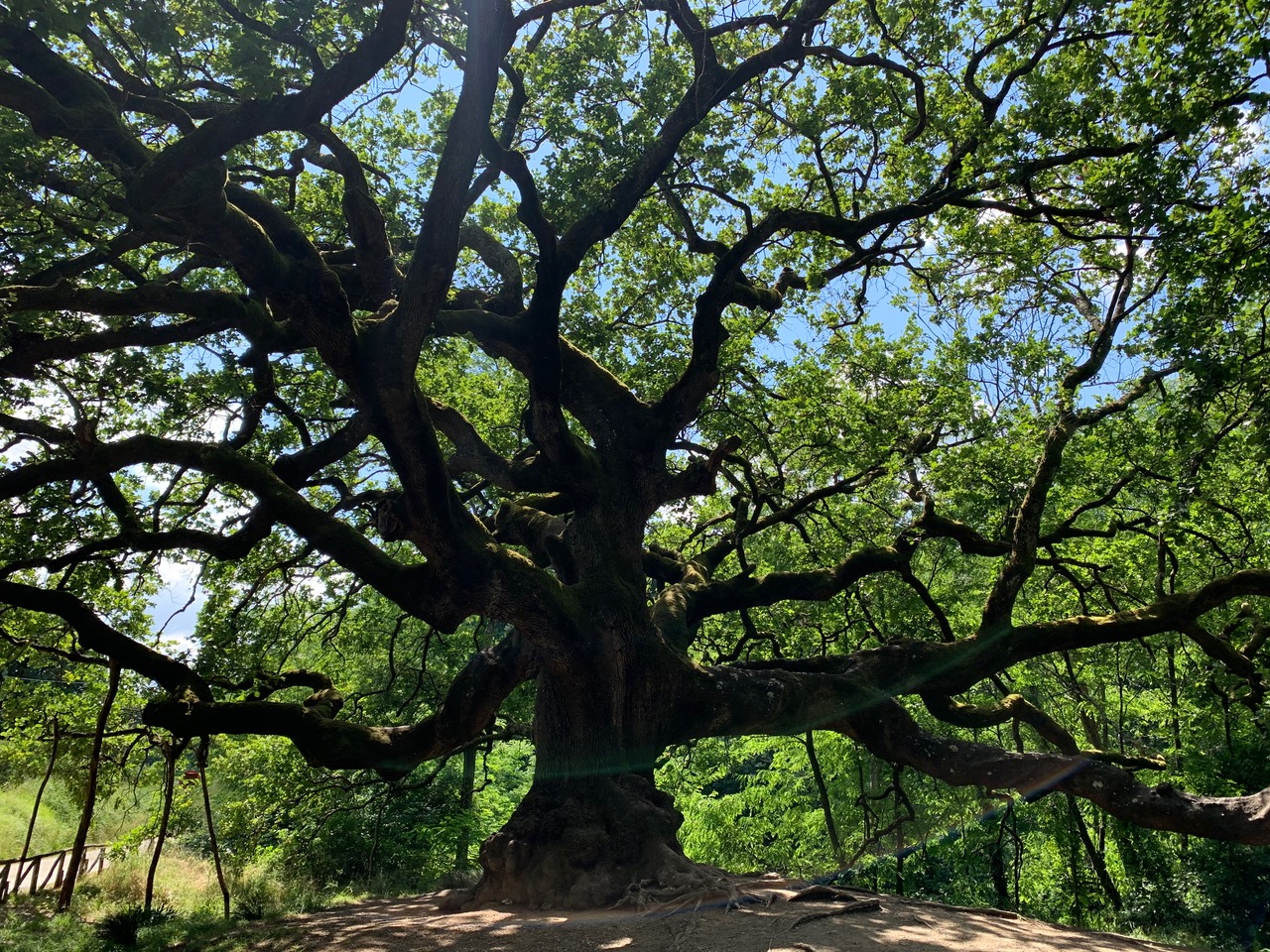 CODICE-ETICO-QUERCIA-