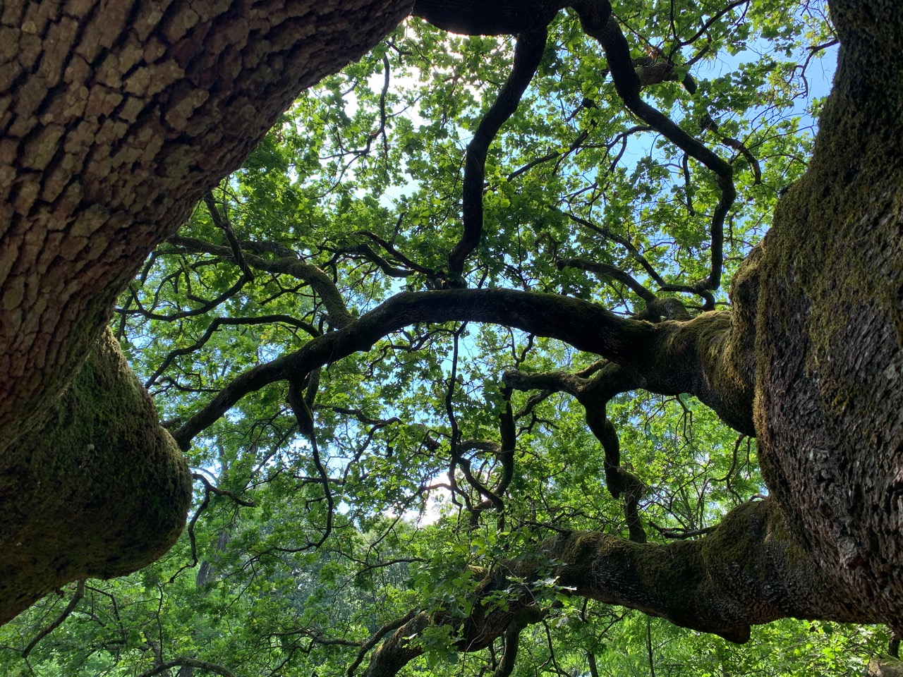 CODICE-ETICO-QUERCIA