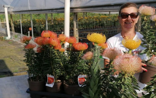 La Floricoltrice Roberta Franceschini- Flora Toscana