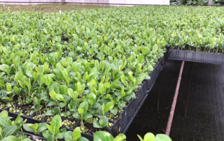 foto-marco-innocenti-flora-toscana