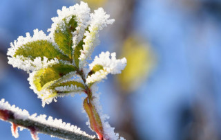 Come le piante si preparano al freddo e come resistono