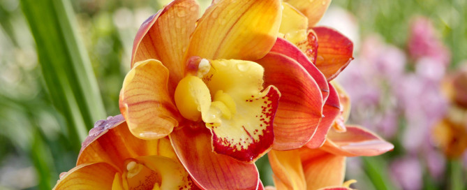 foto-cymbidium-Flora-Toscana