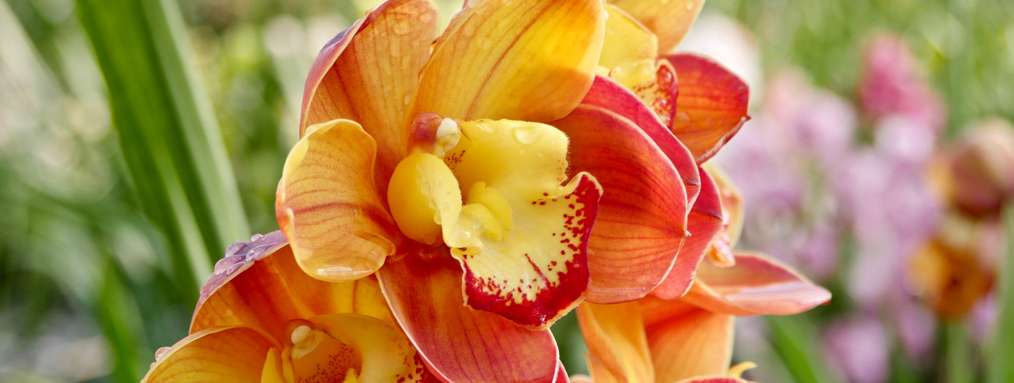 foto-cymbidium-Flora-Toscana
