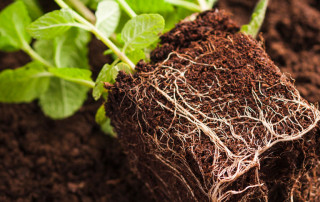 foto-linkedin-natura-morta-di-piante-sul-terreno