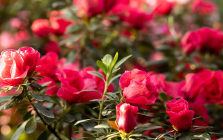 foto-fiori-di-azalea-rossa-Flora-Toscana