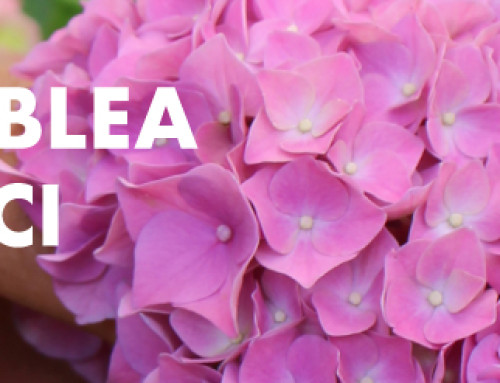 Assemblea ordinaria dei Soci di Flora Toscana