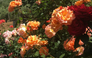 Rose-Flora-Toscana-fiore-di-maggio