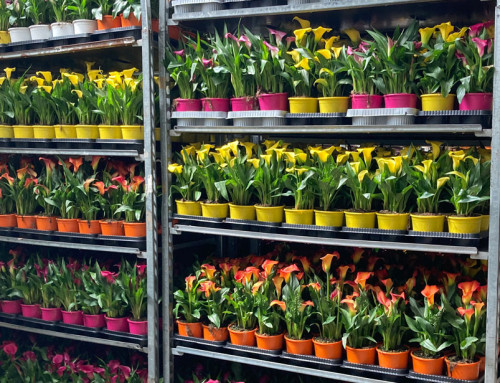 H.F.P. “HUB per la commercializzazione dei fiori e delle piante coltivati all’interno del distretto secondo metodi ecocompatibili”