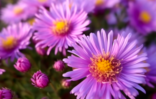 fiore-di-aster