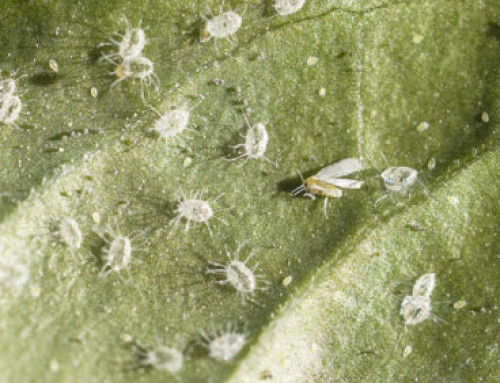 Difesa delle Colture: Affrontare le avversità con la tecnologia e la prevenzione