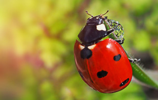 coccinella-rossa-Flora-Toscana
