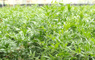 foto-ruscus-flora-toscana