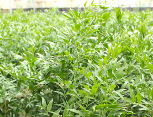 Il ruscus e la sua coltivazione