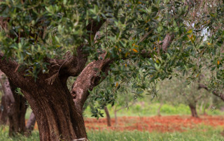 foto-olivo