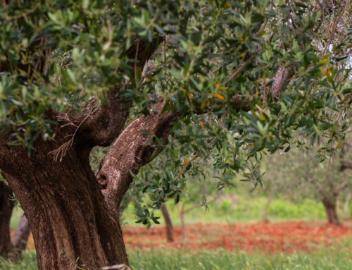 Difesa dell’Olivo: come proteggere l’oliveto dall’azione dannosa della mosca