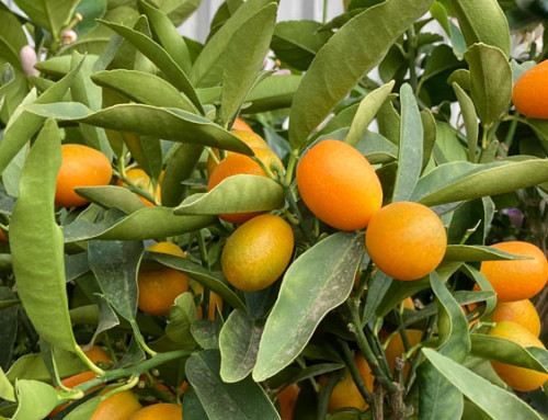 Storia e Diffusione degli Agrumi: dall’Antichità ai Giorni Nostri